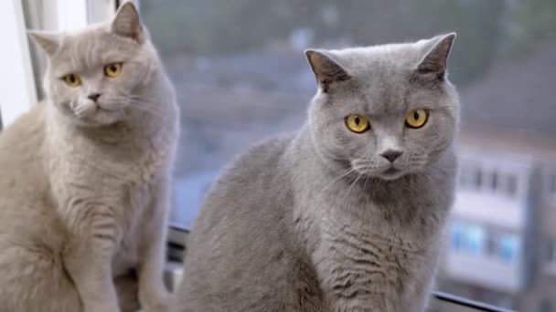 Две Большие Домашние Кошки Сидят Подоконнике Смотрят Окно Закрывай Пушистые — стоковое видео