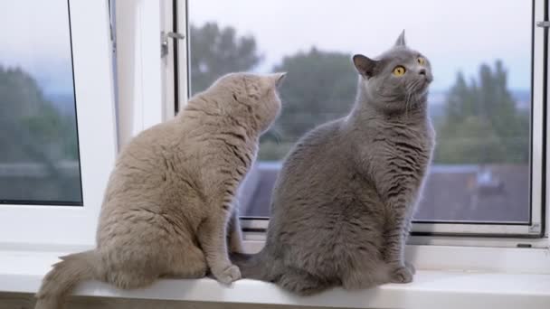 Две Большие Домашние Кошки Сидят Подоконнике Смотрят Окно Закрывай Пушистые — стоковое видео