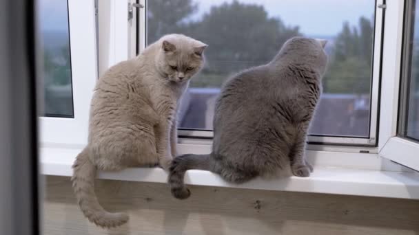 Dos Grandes Gatos Domésticos Están Sentados Alféizar Ventana Mirando Por — Vídeo de stock