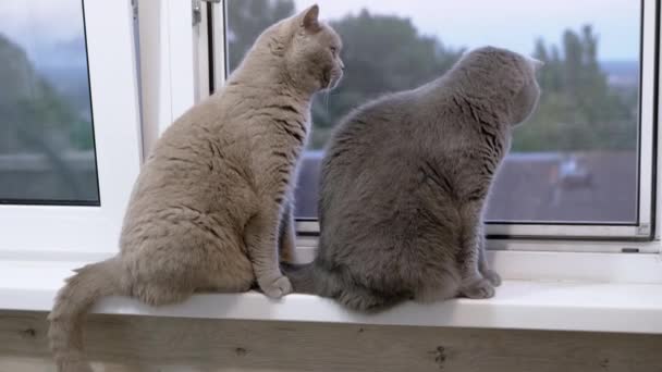 Dwa Duże Domowe Koty Siedzą Parapecie Patrząc Przez Okno Zamknij — Wideo stockowe