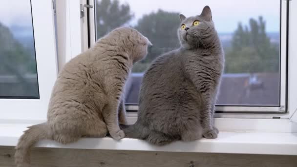Two Large Domestic Cats Sitting Windowsill Looking Out Window Close — Stock Video