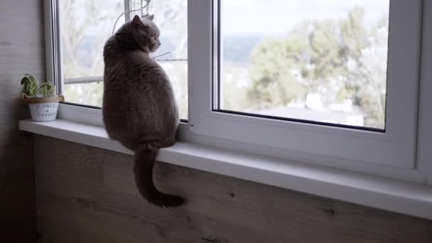 グレイ ブリティッシュ キャットは ウィンドウからストリートへ向かう窓の外を眺めるウィンドウに座っている バックビュー 退屈なふわふわの猫が窓ガラスを見つめ 尾を振っている ライフスタイル 動物の行動 ペット — ストック動画
