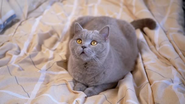 グレイ スコティッシュ キャットが部屋の柔らかい居心地の良いベッドで休んでいる 緑色の目を持つイギリスのふわふわふわの猫は 柔らかいオレンジ色の毛布の動きを見ています ライフスタイル 動物の行動 ペット — ストック動画