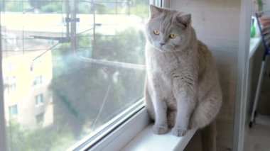 Windowsill 'de oturan gri İngiliz Kedisi Pencereden sokağa bakıyor. Kapatın. Meraklı safkan tüylü kedi camdan dışarı bakar ve hareketi izler. Yaşam tarzı. Hayvan davranışları. Evcil hayvanlar.