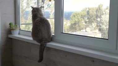 Windowsill 'de oturan gri İngiliz Kedisi Pencereden sokağa bakıyor. Arkadan bak. Sıkılmış safkan, tüylü bir kedi pencereden dışarı bakar ve kuyruğunu sallar. Yaşam tarzı. Hayvan davranışları. Evcil hayvanlar.