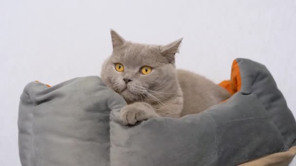 Gray Fluffy Britse Kat Rustend Een Zacht Bed Een Witte — Stockvideo