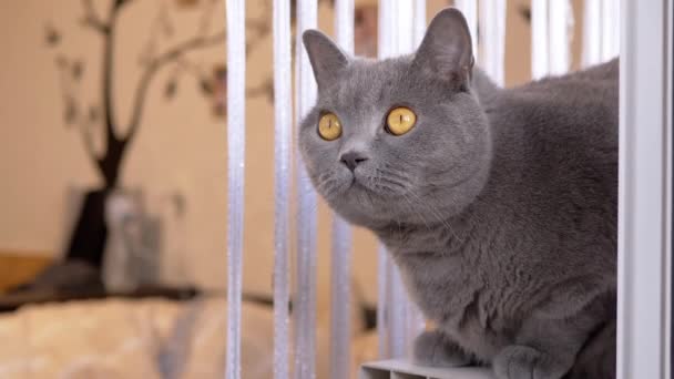 Kíváncsi Szürke Brit Macska Egy Függöny Mögött Ablakpárkányon Szobában Egy — Stock videók