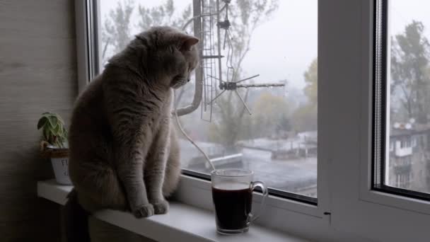 熱いコーヒーのカップと窓の外の雨の天気を見ている退屈な猫 灰色のふわふわのイギリスの猫が窓に座り 家の屋根を見ています 雨が降った オーバーキャスト日 ランジェンシー — ストック動画