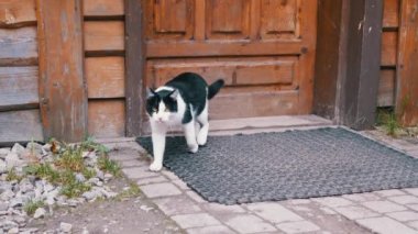 Hungry Black Cat Cafe Area 'daki parkta yürüyüp insanlardan saklanıyor. Yeşil gözlü siyah beyaz sokak kedisi yoldan geçenlerden korkarak yiyecek arıyor. Sıcak bir sonbahar günü. Avlu.
