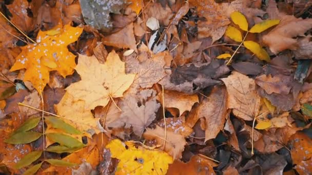 Ковер Цветных Влажных Осенних Кленовых Листьев Парке Природе Дождливая Погода — стоковое видео