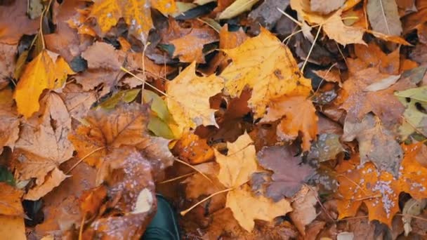 Pés Passo Tapete Outono Wet Fallen Maple Folhas Amarelas Parque — Vídeo de Stock
