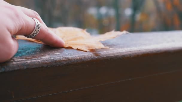 Mão Feminina Segurando Uma Folha Outono Amarela Parque Bridge Fecha — Vídeo de Stock