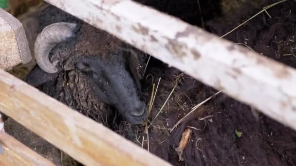 黒い羊はパドックの木の塀のバーを介してカメラを見ています クローズアップ 1匹の汚れた羊やラムがフェンスの後ろから覗き出します 家畜か 動物園 農場の動物たち 選択的なフォーカス — ストック動画
