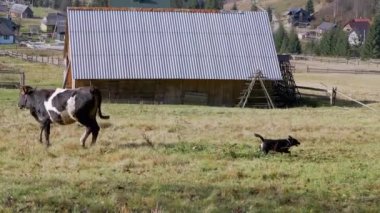 Dağlarda Yeşil Çayırdaki İnek Kırsal Evlerin Arkaplanına Karşı Otlanıyor. Çit. Boynunda çan olan benekli siyah boğa küçük bir köpekle oynuyor. Sığır otlağı. Çiftlik hayvanları. Vadi.