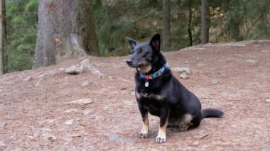 Ormanın Bulanık Arkaplanında Yakalı Kayıp Kara Köpek portresi. Dağlar. QR kodlu, telefon numaralı Ukrayna sarısı mavi yakalı. Terk edilmiş, üzgün, akıllı gözlü, sahibini bekleyen bir köpek..