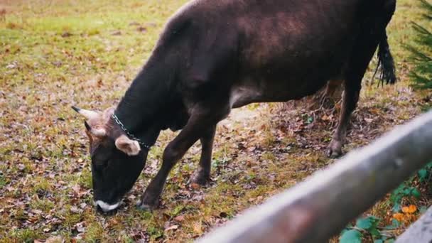 Hnědá Kráva Pasoucí Plotem Zelené Pastvině Padlými Podzimními Listy Zavřít — Stock video
