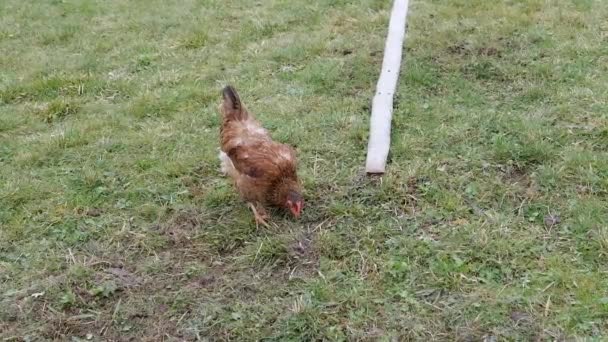 Jedna Wielka Brązowa Kura Zielonej Trawie Podwórku Czerwony Kurczak Spaceruje — Wideo stockowe