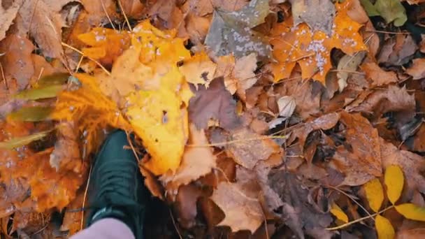 在公园里 脚踏着湿软的秋天枫黄树叶的地毯 靠近点顶部视图 穿着运动鞋的雌性腿踩在湿淋淋的桔红色枫叶上 雨天在公园里散步 — 图库视频影像