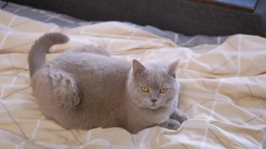 Yakından, Gri İskoç Kedisi Odadaki Yumuşak Sade Yatakta Dinleniyor. Yeşil gözlü bir İngiliz safkan kedisi yumuşak turuncu bir battaniyeyle hareketi izliyor. Yaşam tarzı. Hayvan davranışları. Evcil hayvanlar.