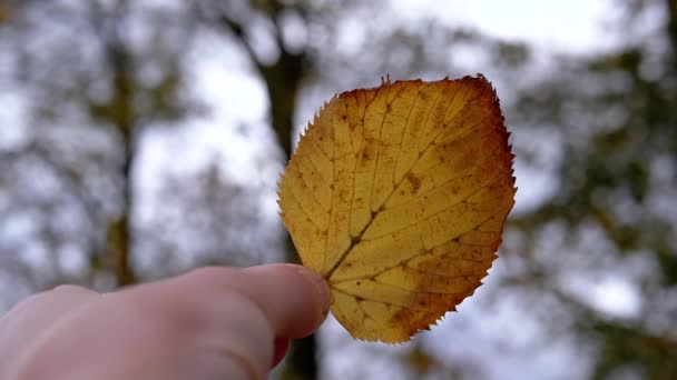 女性の手は 公園の曇った空に一枚の黄色い秋の葉を伸ばします クローズアップ オーバーキャスト天気 テクスチャー 秋の背景 曇った日 サンライト 10月から ブレイクした — ストック動画