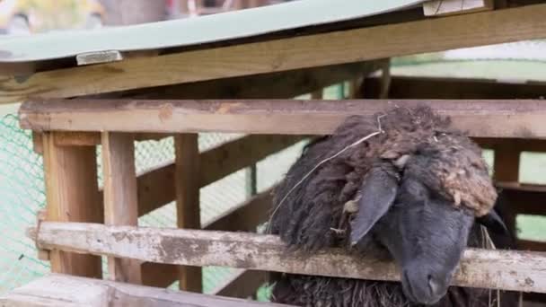 Dirty Black Sheep Peeks Door Tralies Van Een Houten Hek — Stockvideo