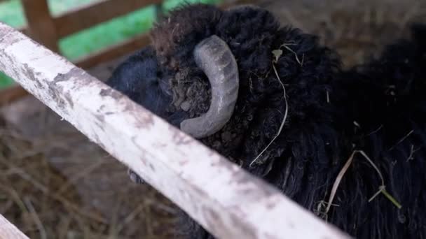 Black Sheep Kijkend Naar Camera Balken Van Een Houten Hek — Stockvideo