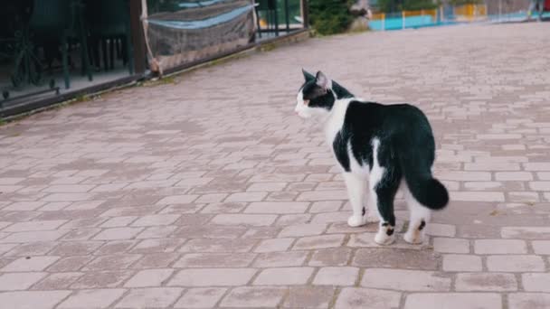 Svart Och Vit Hemlös Katt Promenader Längs Sidewalk Parken Uppfattat — Stockvideo