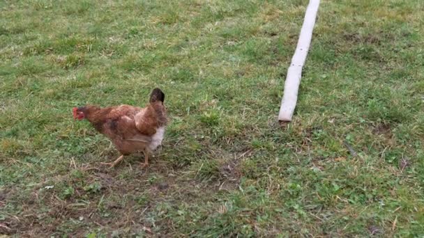 アウトドアヤードの緑の草の上の1つの大きなブラウンヘン グレーズ 赤い鶏は芝生 畑に沿って歩き 小さな昆虫を抱え 種を食べています 誰もいない スペースをコピーする 農場の動物たち バックグランド — ストック動画