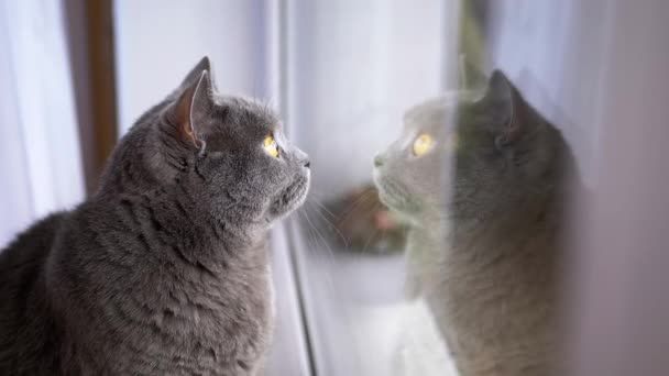 Κουρασμένος Gray Βρετανική Εγχώρια Γάτα Κάθεται Στο Windowsill Αντανακλάται Στο — Αρχείο Βίντεο