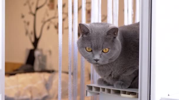 Curioso Gato Británico Gris Sentado Detrás Una Cortina Alféizar Ventana — Vídeo de stock