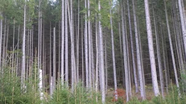 Dağlardaki Kalın Kozalaklı Ormanda Yeşil Çam Ağaçlarının Panoramik Manzarası Alt — Stok video