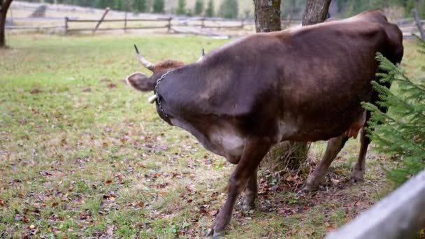黄牛在落叶青草地上的栅栏后面吃草 靠近点肖像 脖子上挂着铃铛的奶牛咀嚼着茂盛的草地草 干枯的叶子 秋天的森林景观 — 图库视频影像