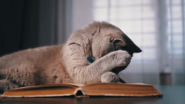 Playful Gray Scottish Cat Παίζει Στο Τραπέζι Ένα Στυλό Ανοιχτό — Αρχείο Βίντεο