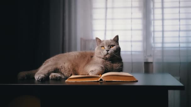 グレイスコットランドの家庭用猫が暗い部屋にオープンブックを置いたテーブルの上に横たわっています クローズアップ 孤立した ポートレート 古い本の上に休んでいる緑色の目を持つスマートなふわふわの猫 読書する ブレイクされた背景 ペット — ストック動画