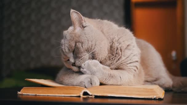 Close Gray Domestic Cat Encuentra Libro Abierto Sobre Mesa Lame — Vídeos de Stock
