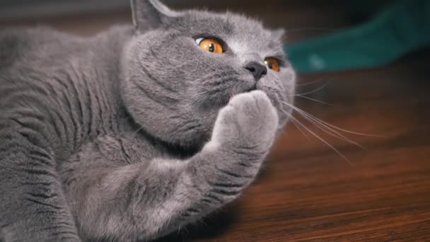 Серая Пушистая Британская Кошка Лает Языком Лежа Полу Закрывай Портрет — стоковое видео