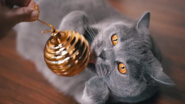 Серая Британская Игривая Кошка Рождественским Золотым Мячом Закрывай Портрет Большая — стоковое видео