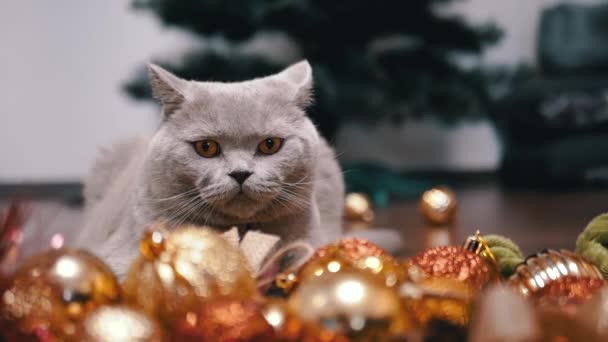 Graue Schottische Katze Sitzt Auf Dem Boden Hintergrund Des Christbaumschmucks — Stockvideo