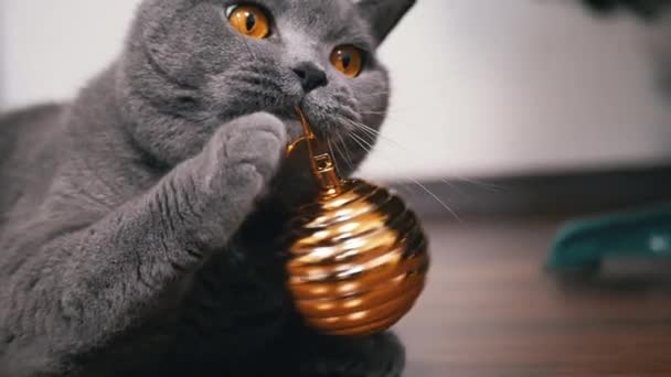 Szary Brytyjski Kot Zabawy Christmas Shiny Złoty Ball Zbliżenie Portret — Wideo stockowe