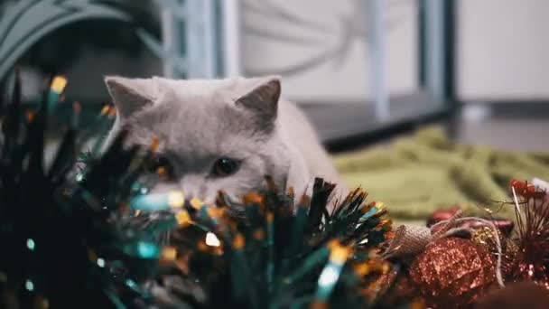 Domowy Kot Bawiący Się Kulkami Choinkowymi Piętrze Pokoju Zbliżenie Śmieszny — Wideo stockowe