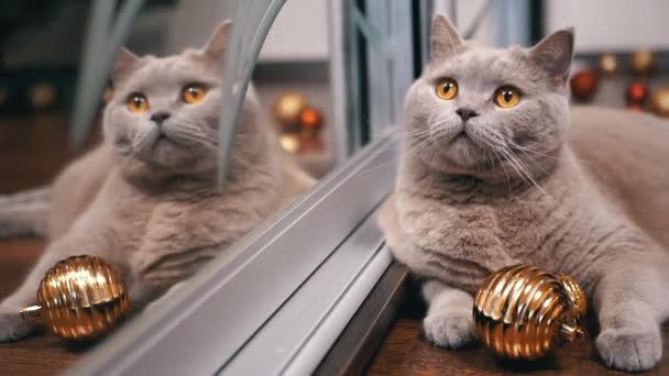 Gray Scottish Cat Lies Vloer Met Een Kerstbal Weerspiegeld Spiegel — Stockvideo