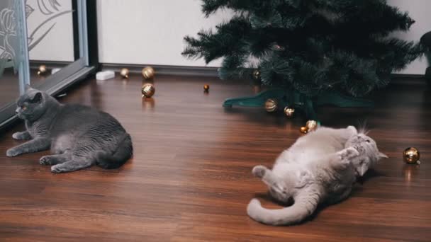 Dois Gatos Fofinhos Britânicos Brincam Com Bolas Natal Sob Árvore — Vídeo de Stock