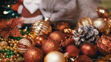 Gri İskoç Kedisi Arka planda Yerde Oturuyor Noel Ağacı Dekorasyonları. Kapatın. Parlak renkli Noel toplarında yeşil gözlü komik kedi, oyuncaklar, çelenkler. Oda. Mutlu Noeller, 2025.