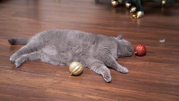 Retrato Gato Escocês Cinza Mentira Chão Com Bolas Natal Quarto — Vídeo de Stock