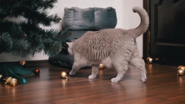 Active Gray Britse Kat Speelt Met Een Kerstbal Vloer Kamer — Stockvideo