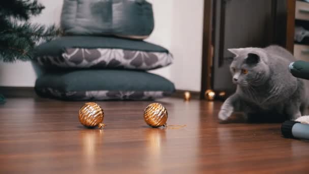 Aktive Graue Britische Katze Spielt Mit Einer Weihnachtskugel Auf Dem — Stockvideo