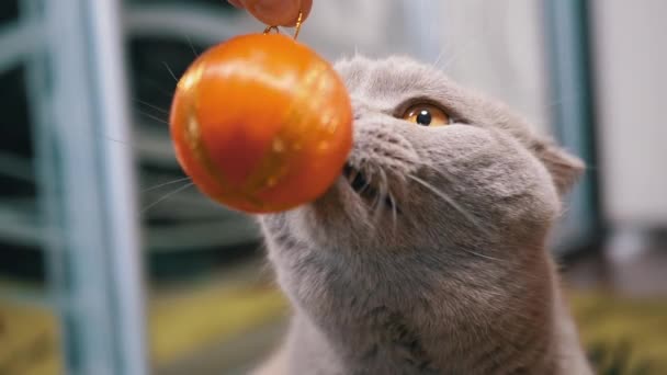 Hand Spelen Met Een Fonkelende Oranje Bal Met Een Kat — Stockvideo