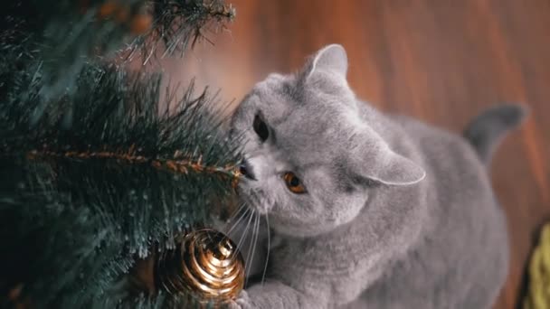 Zamknij Się Brytyjski Szary Kocie Bawiący Się Świątecznymi Dekoracjami Gałęzi — Wideo stockowe