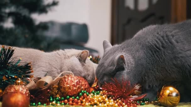 Twee Speelse Katten Spelen Met Kerstversiering Kerstspeelgoed Ballen Pluizig Grijs — Stockvideo