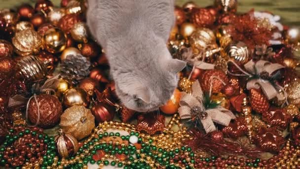 Gato Doméstico Jugando Con Bolas Árbol Navidad Piso Habitación Vista — Vídeo de stock